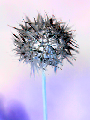 make a wish